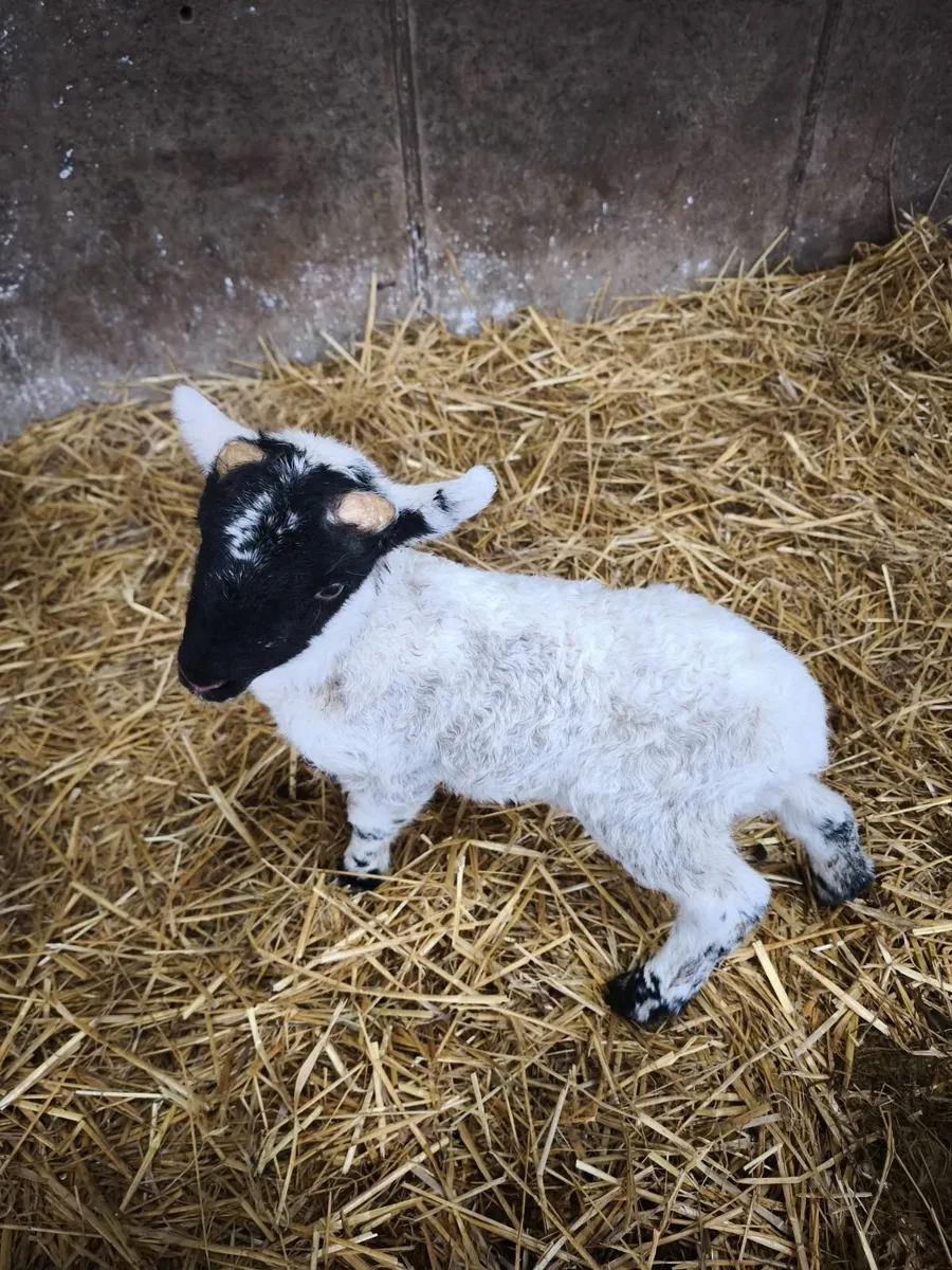 Pedigree pet lamb. - Image 2