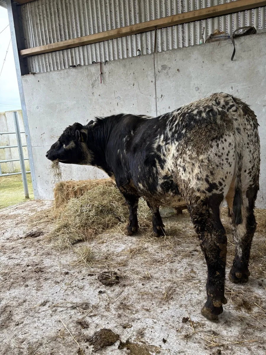 Pedigree Speckle Park Bull - Image 1