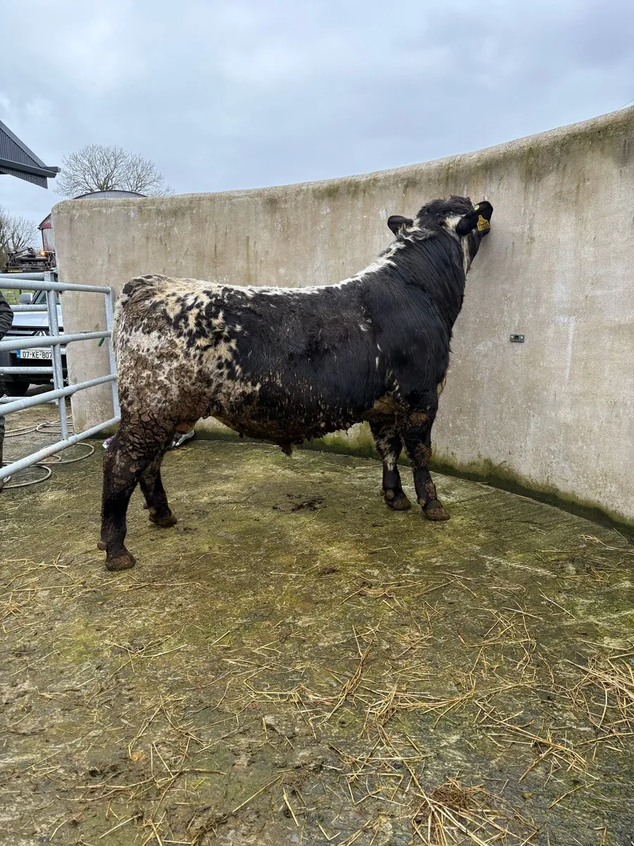 Pedigree Speckle Park Bull - Image 4