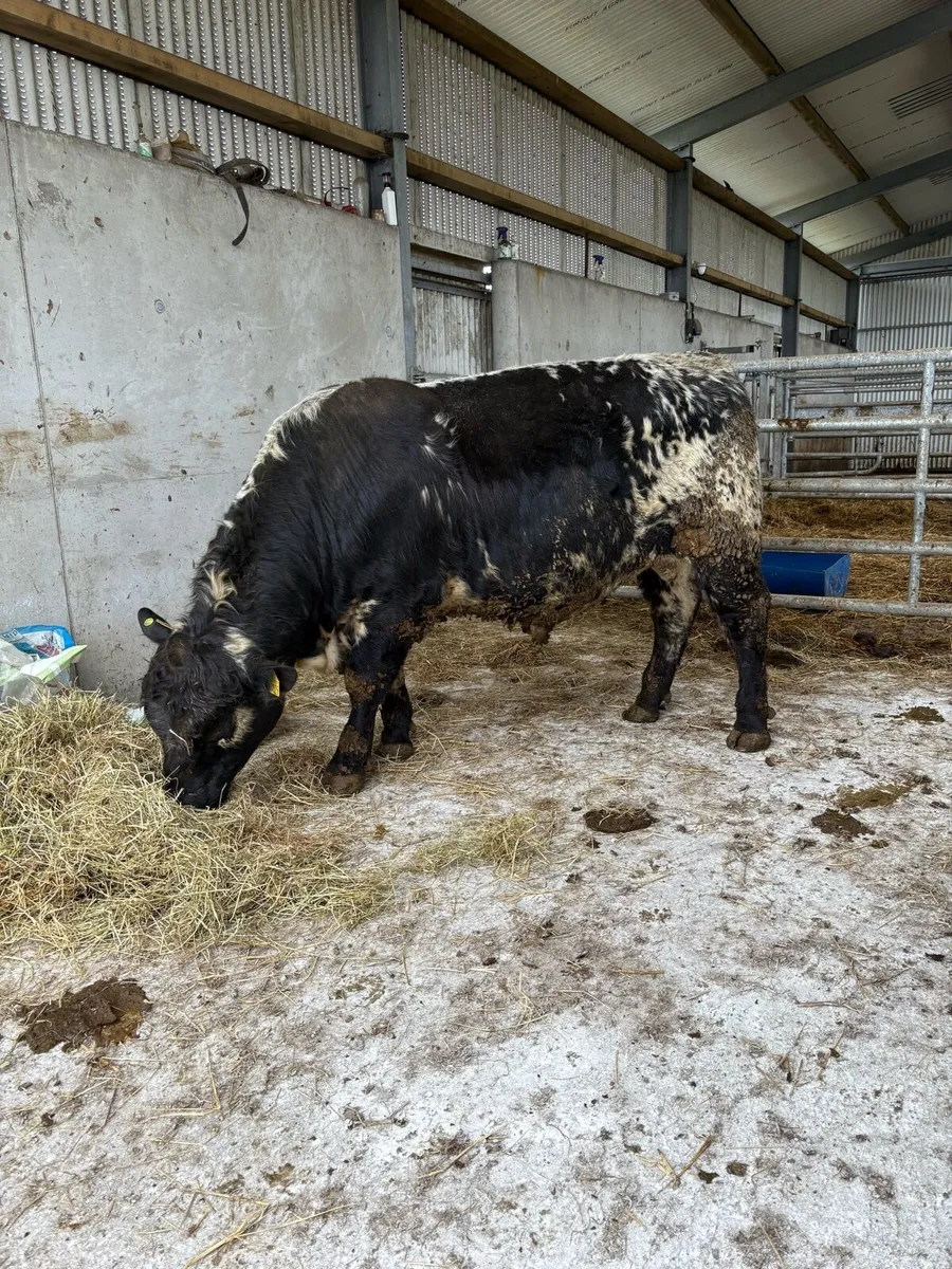 Pedigree Speckle Park Bull - Image 3