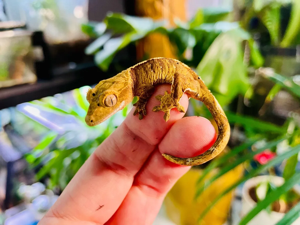 Baby crested geckos - Image 3
