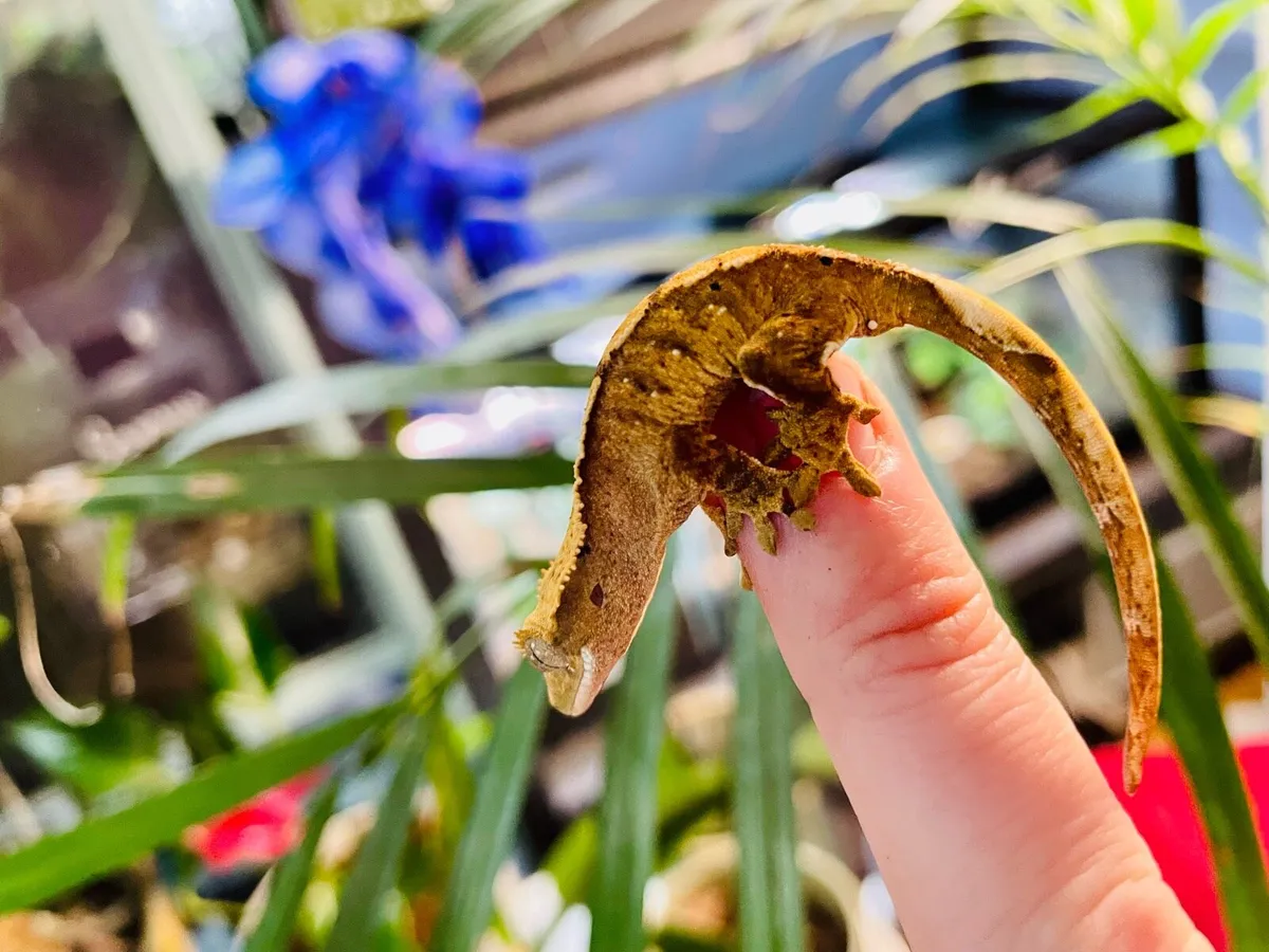 Baby crested geckos - Image 4
