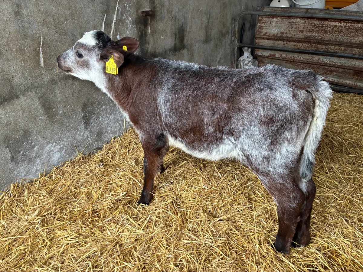 BB Heifer Calf - Image 2