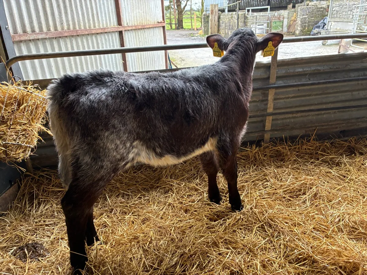 BB Heifer Calf - Image 3