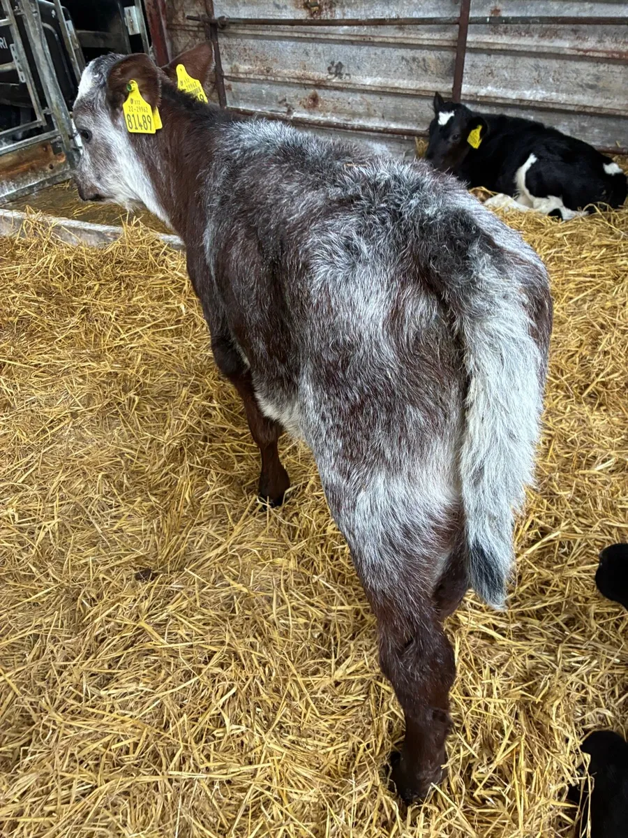BB Heifer Calf - Image 4