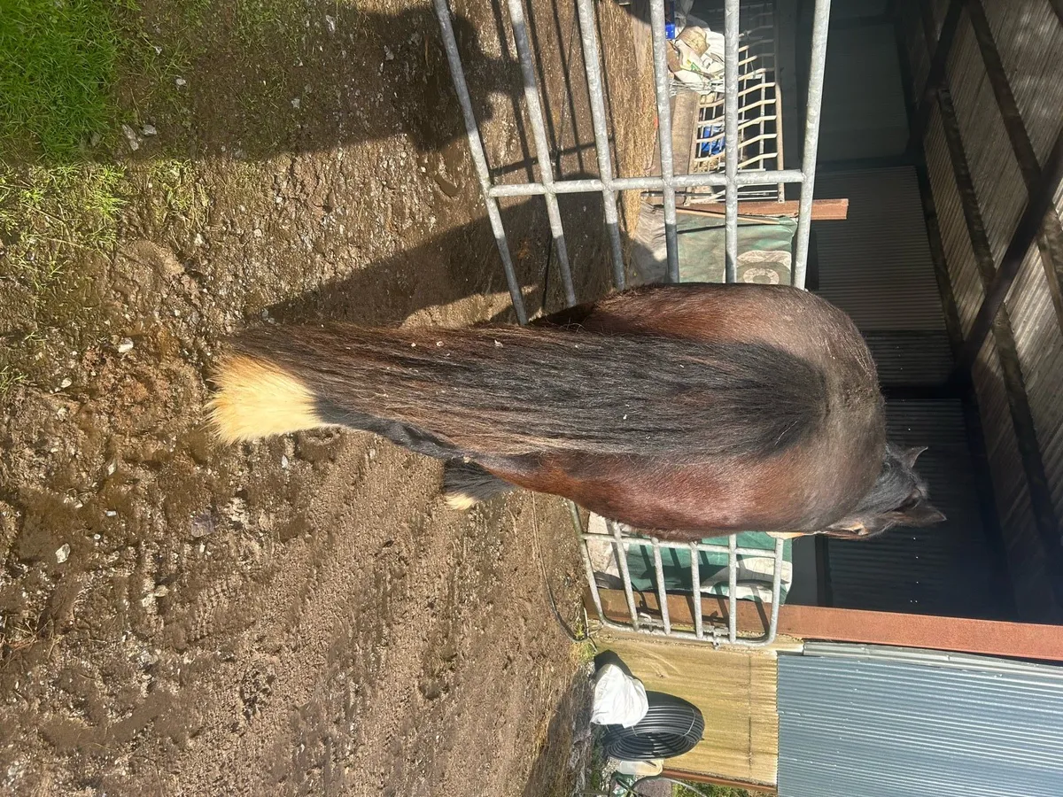 Full horse - Image 4