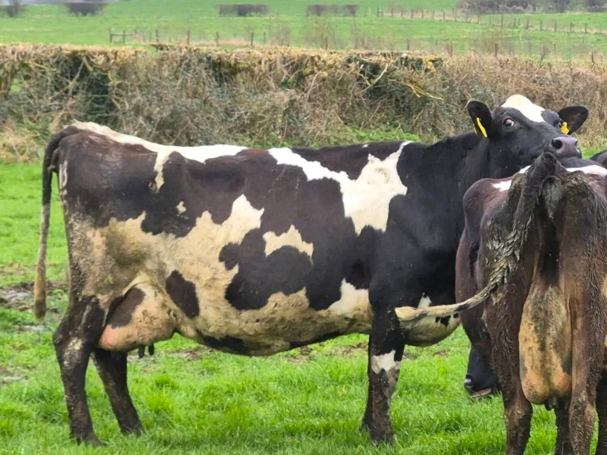 Freshly Calved Dairy cows - Image 3