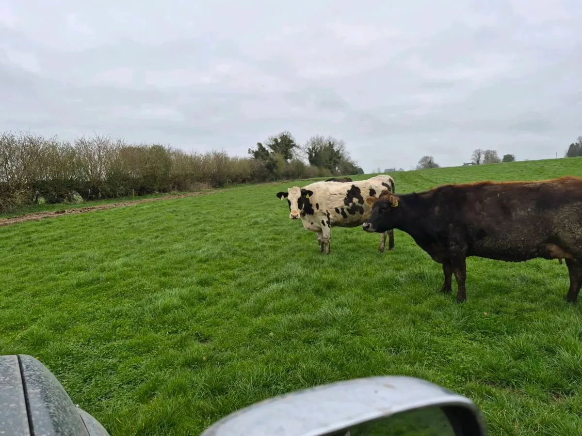 Freshly Calved Dairy cows - Image 4