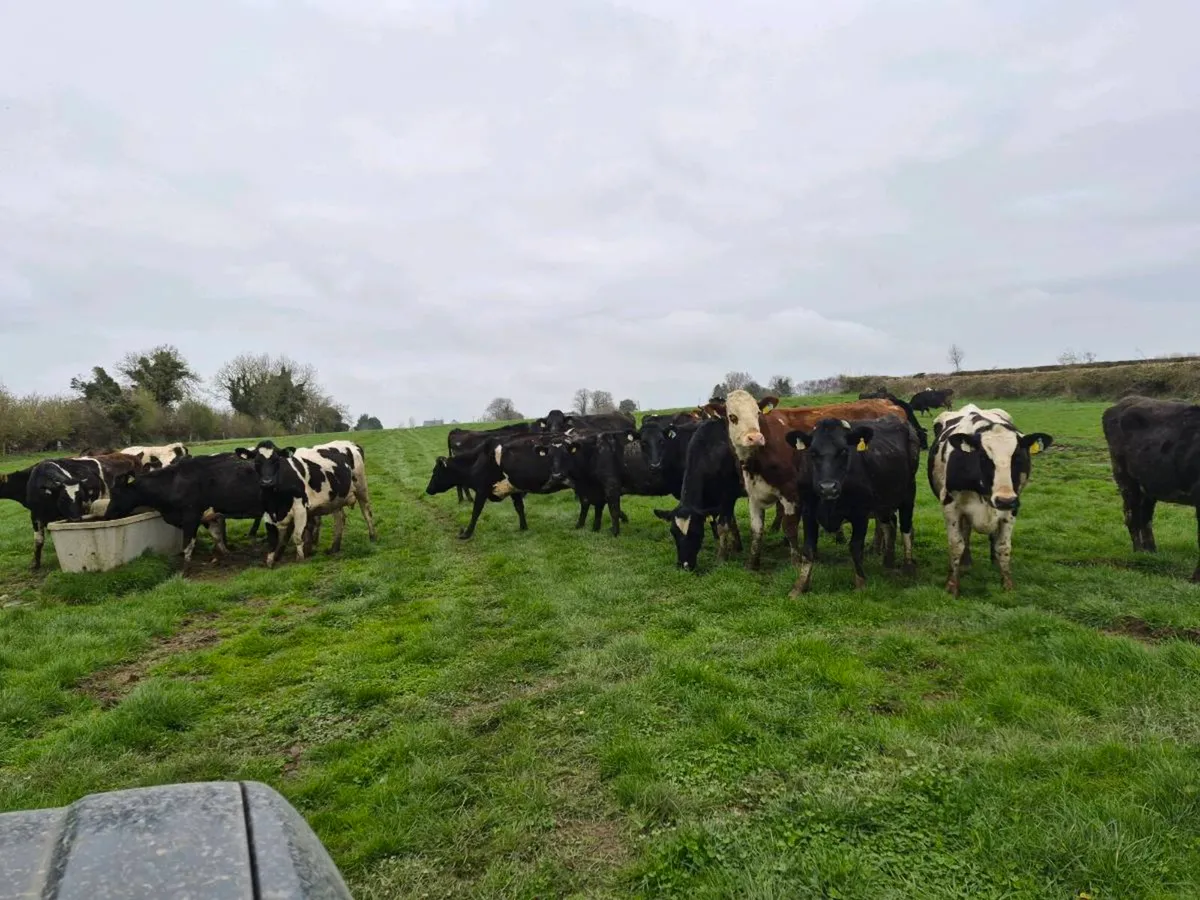 3 Maiden Heifers - Image 4