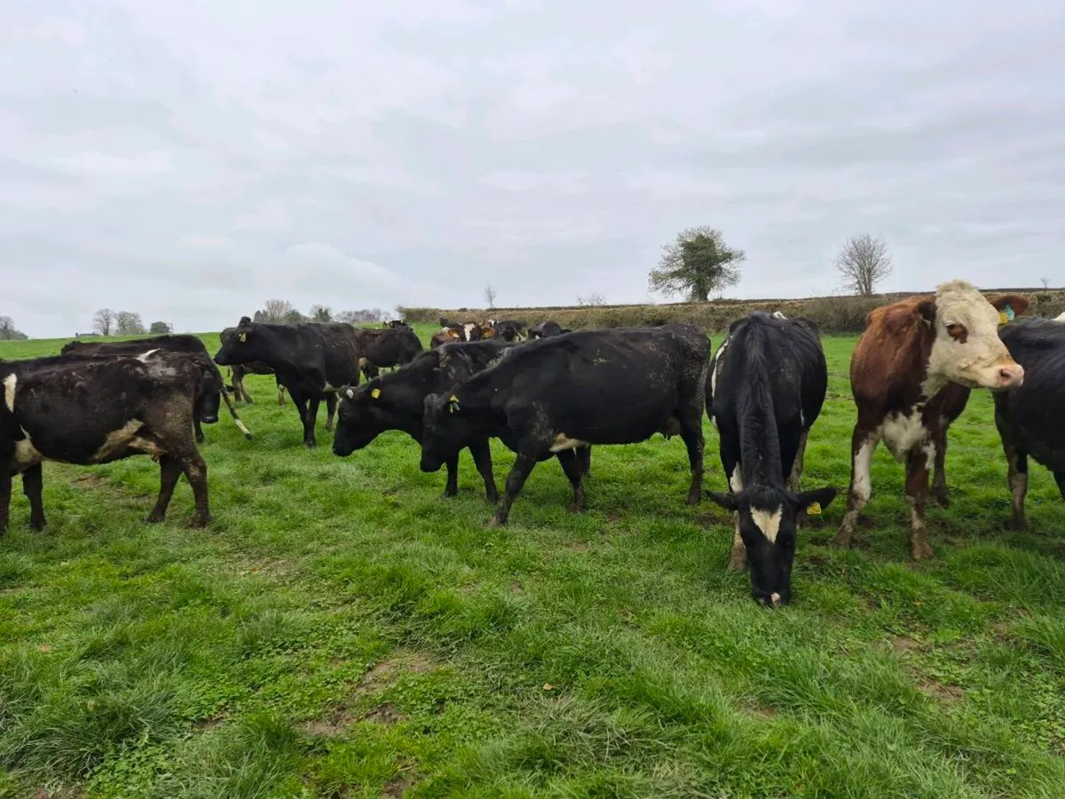 Freshly Calved Dairy cows - Image 1
