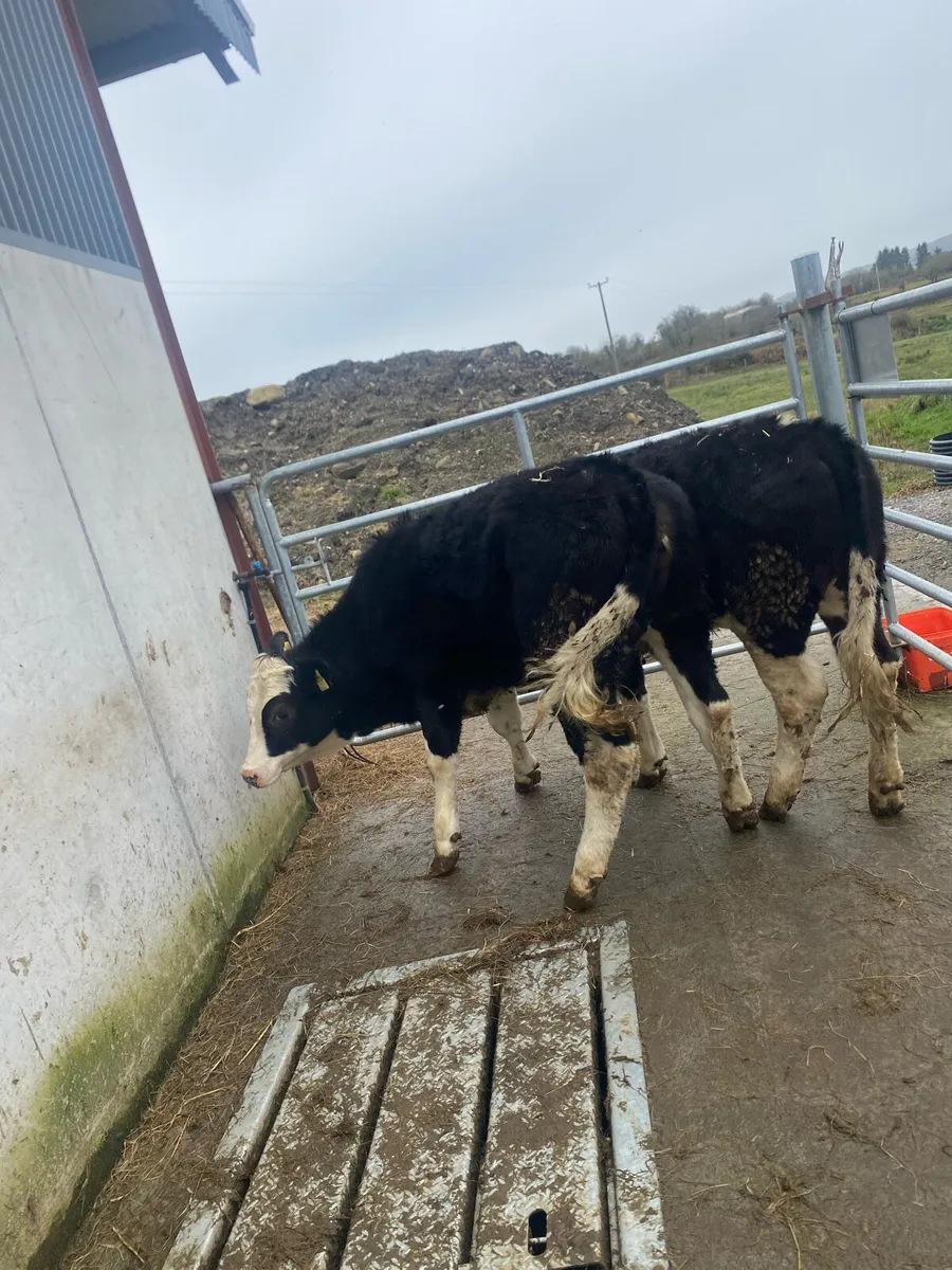 2 super Simmental cow makers - Image 3