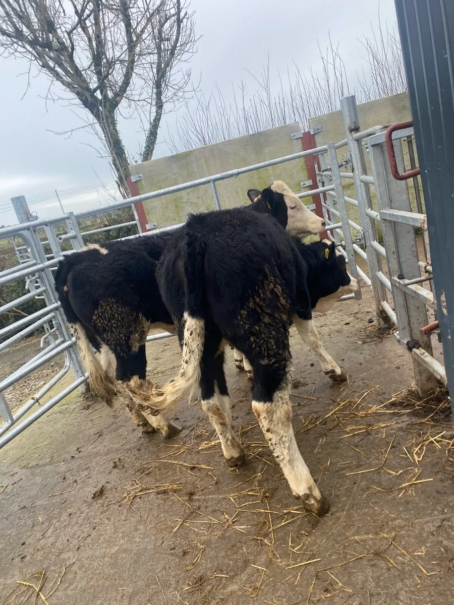 2 super Simmental cow makers - Image 4