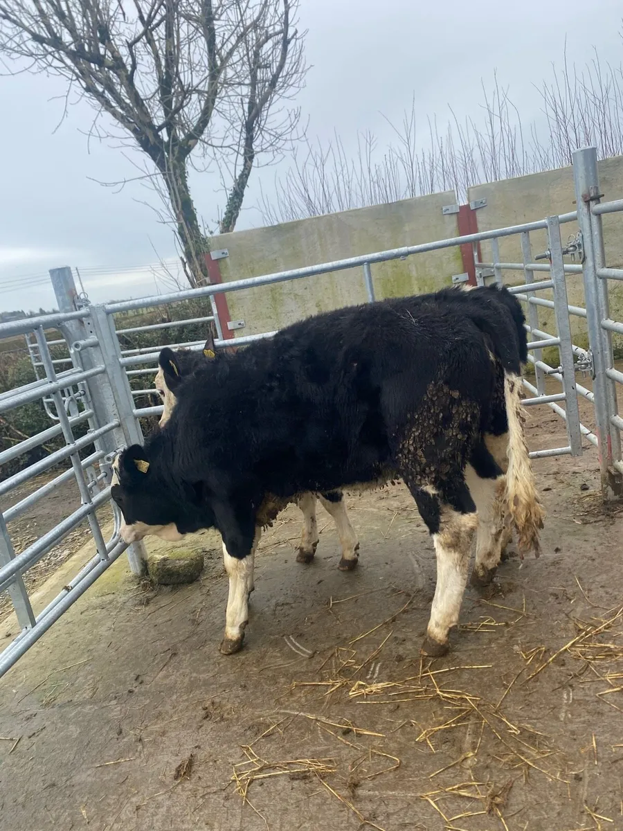 2 super Simmental cow makers - Image 1