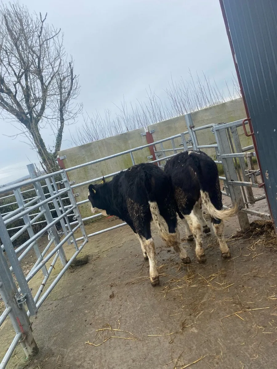 2 super Simmental cow makers - Image 2