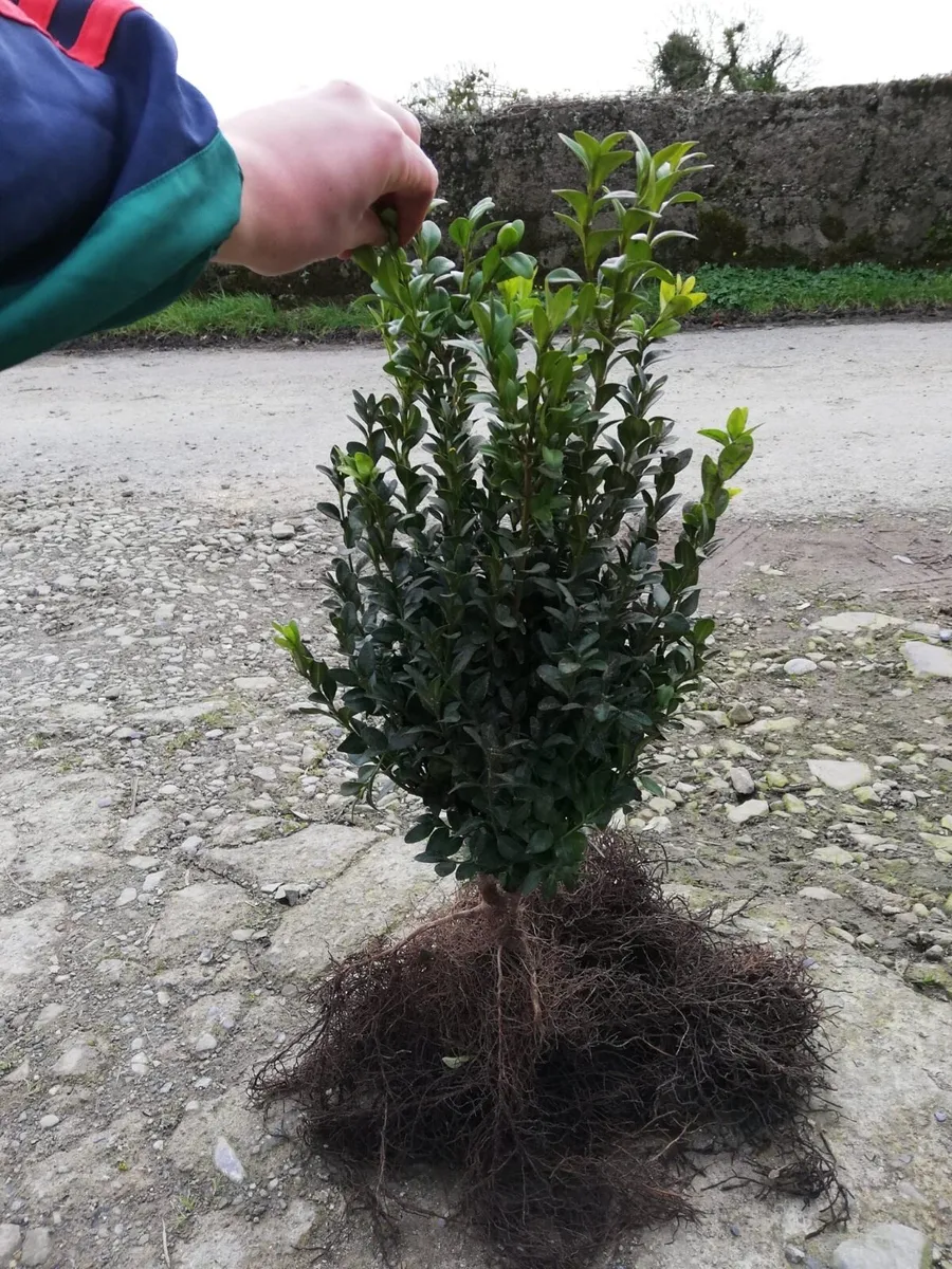 Box hedging - Image 2