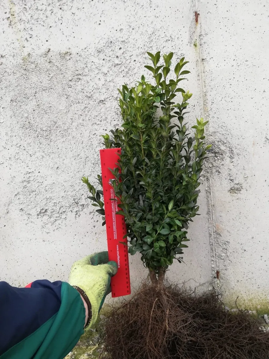 Box hedging - Image 3