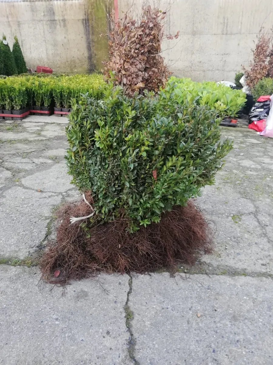 Box hedging - Image 4