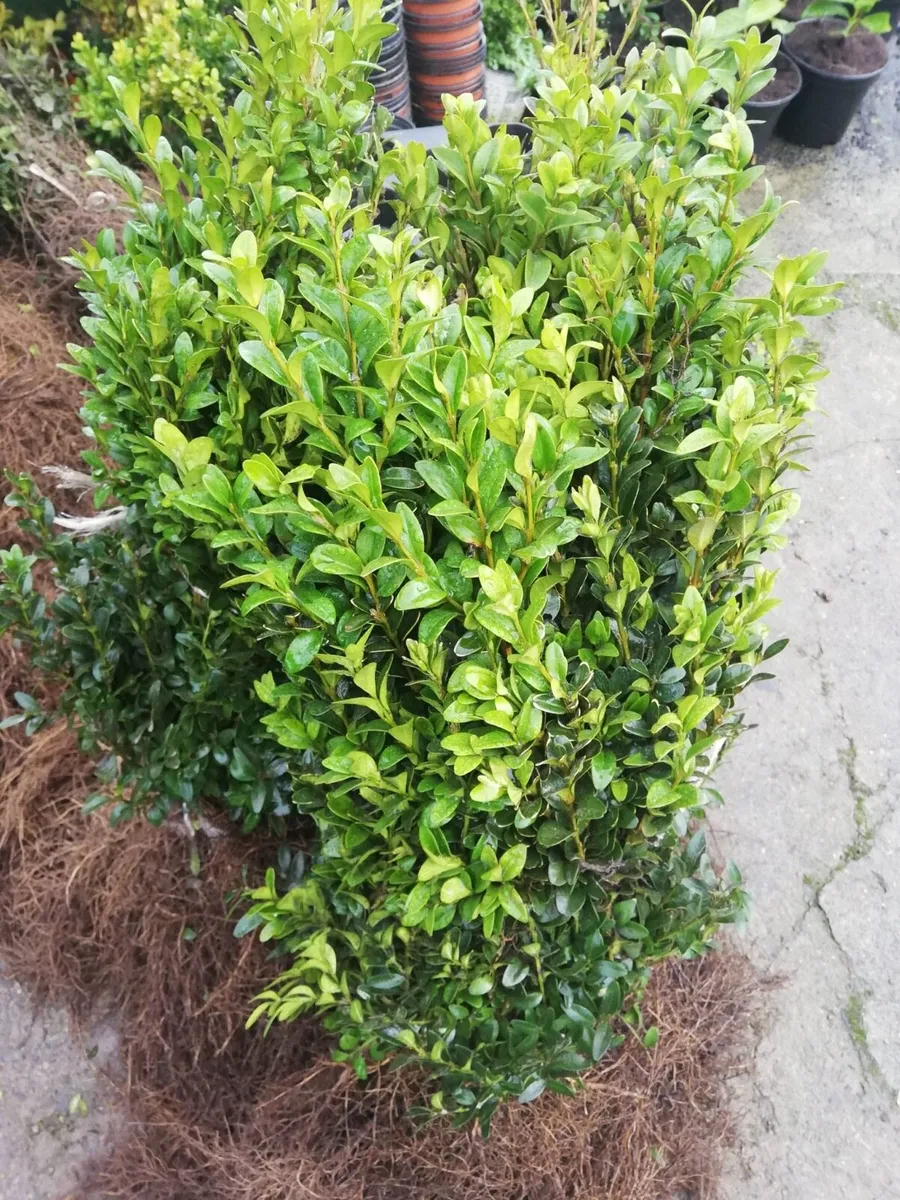 Box hedging - Image 1