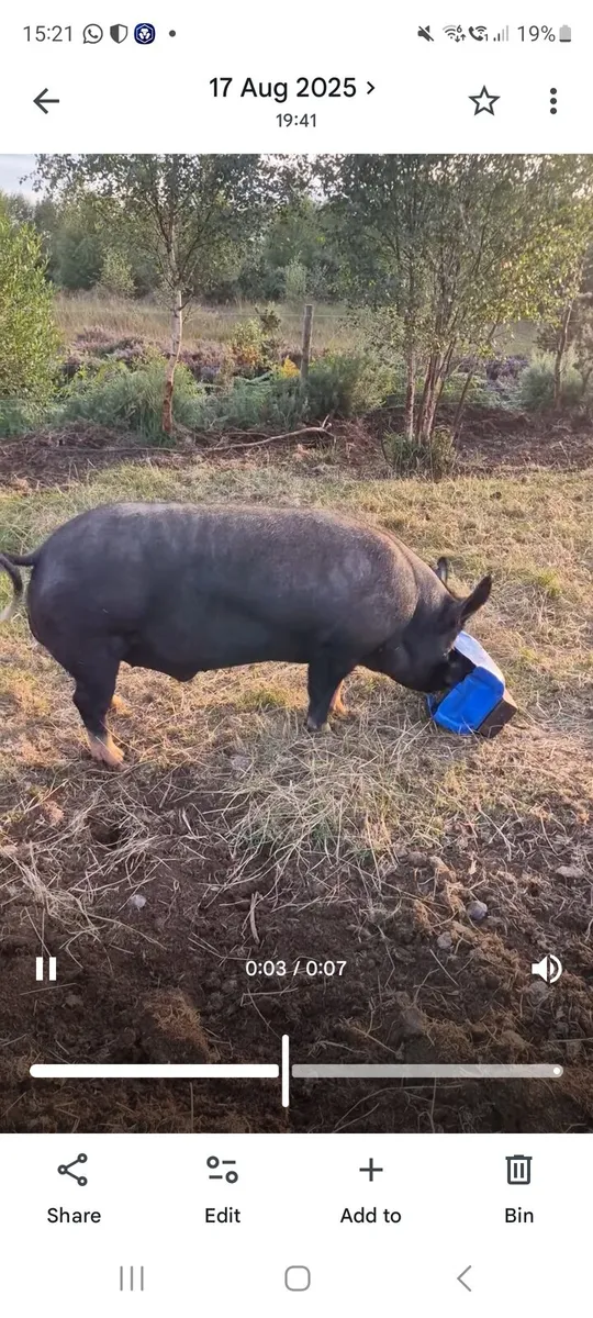 Berkshireboar for hire