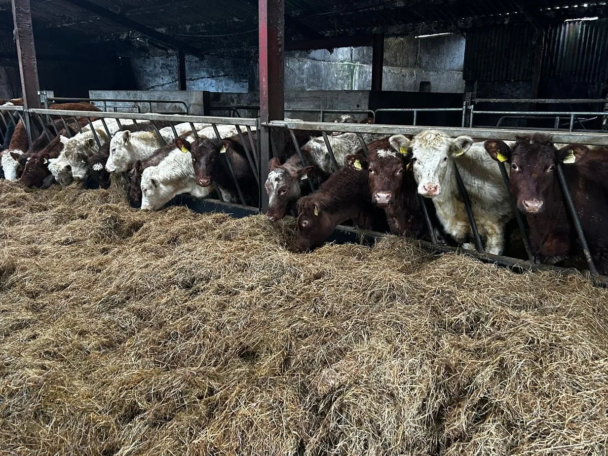 15 Pedigree 4 & 5 Star Shorthorn Heifers - Image 1