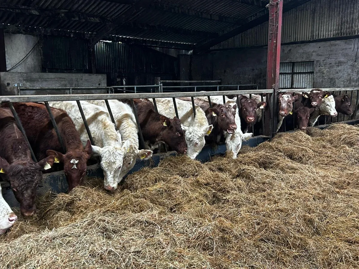 15 Pedigree 4 & 5 Star Shorthorn Heifers - Image 2