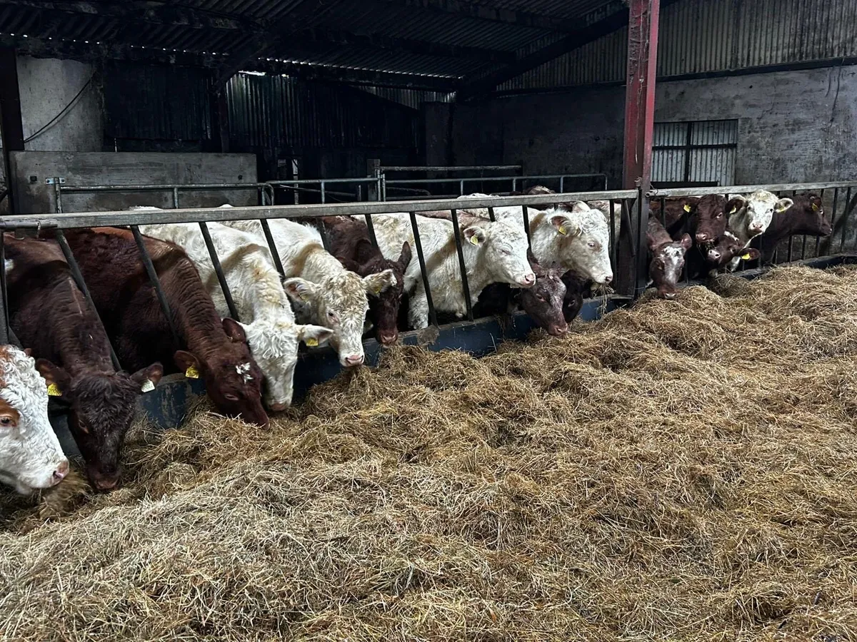 15 Pedigree 4 & 5 Star Shorthorn Heifers - Image 3