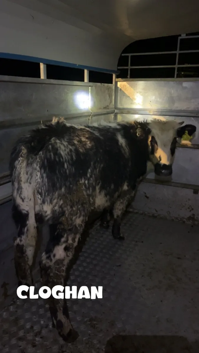 Super Belgian blue heifer - Image 1