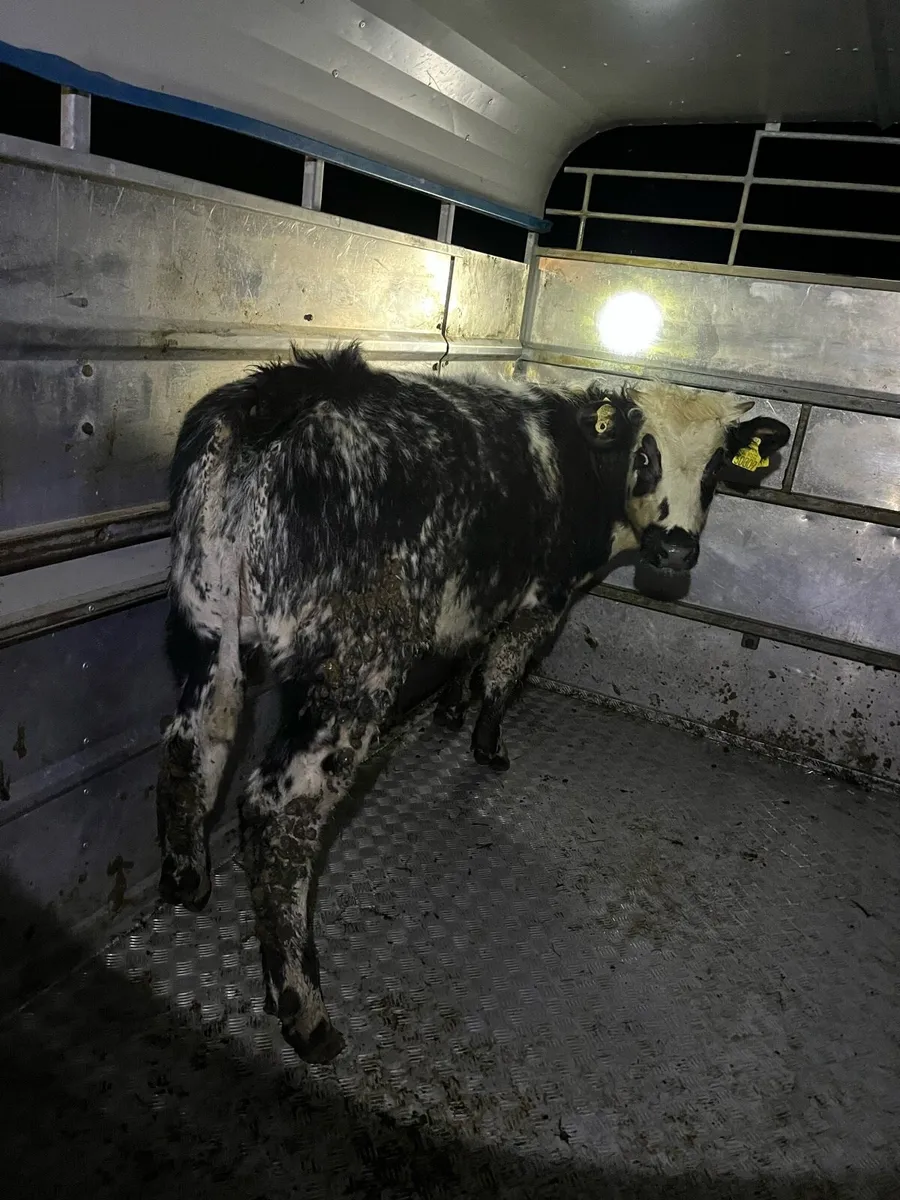 Super Belgian blue heifer - Image 2