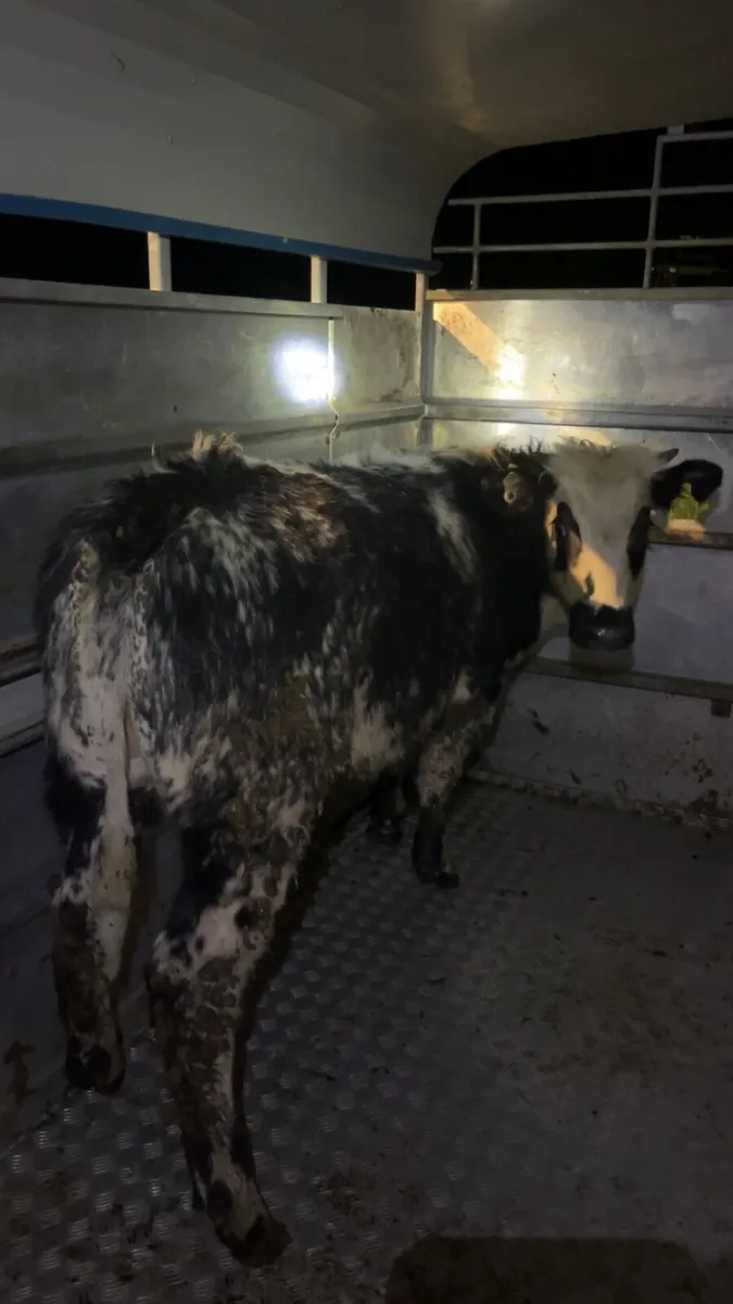 Super Belgian blue heifer - Image 3