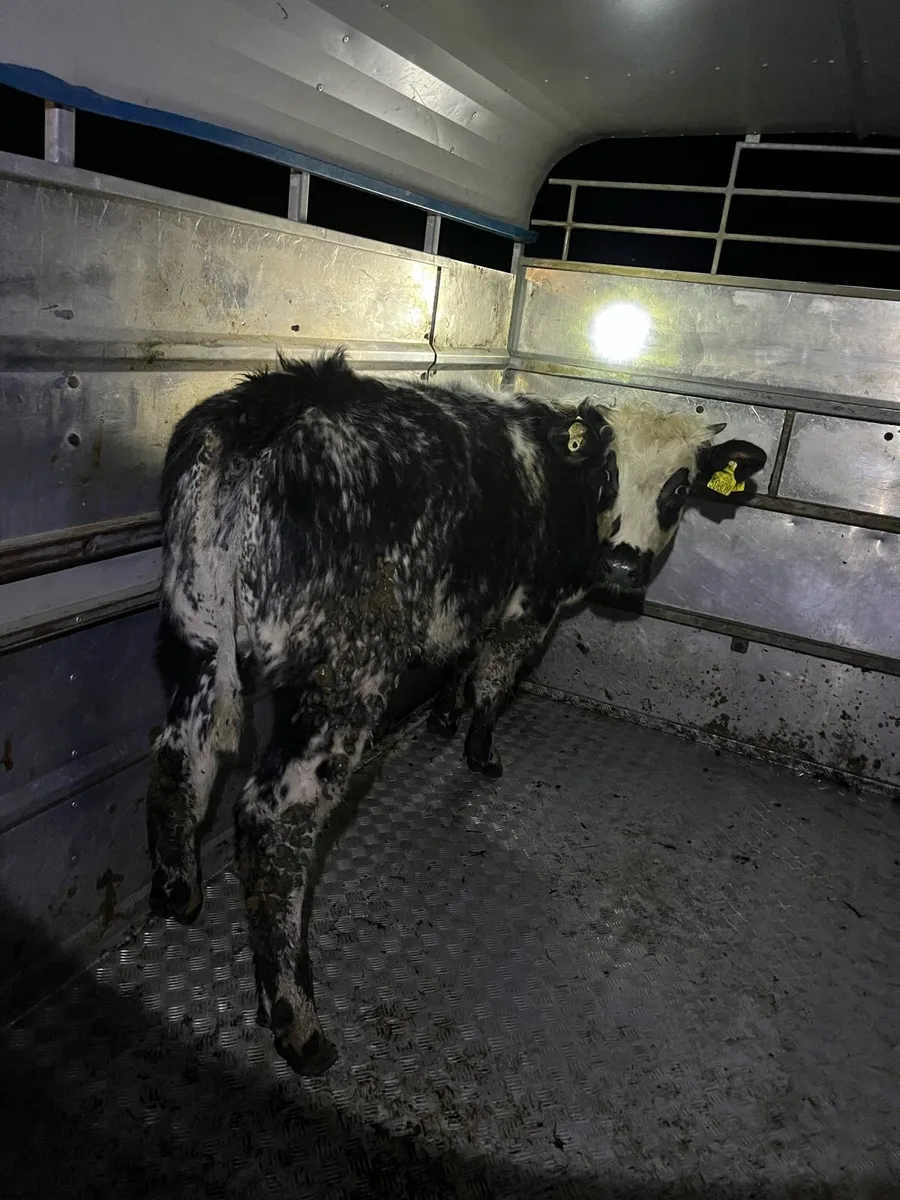 Super Belgian blue heifer - Image 4