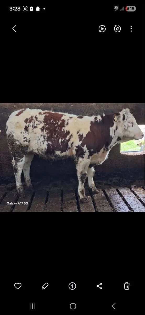Weanling heifers - Image 1