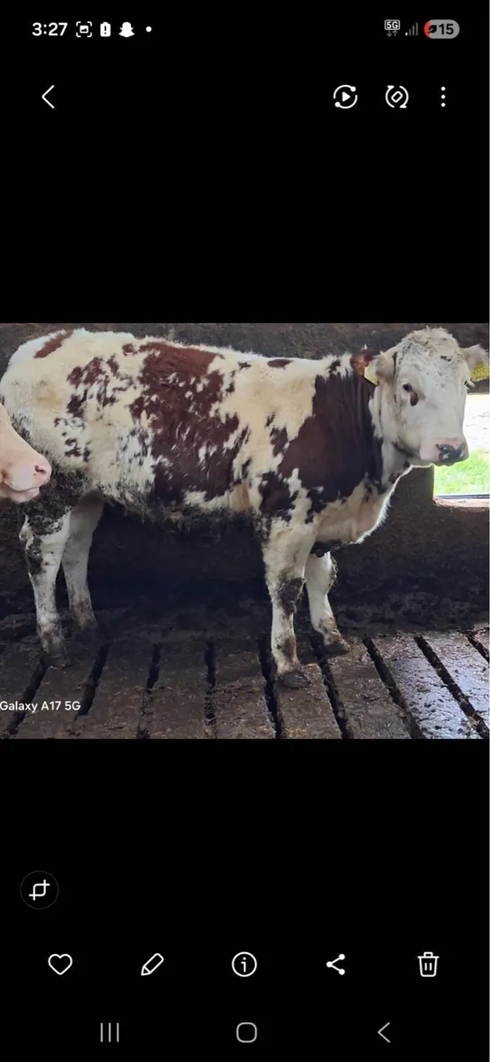 Weanling heifers - Image 2