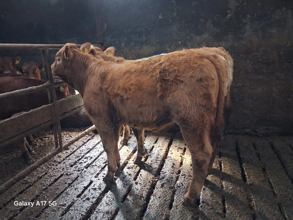 Weanling heifers - Image 3