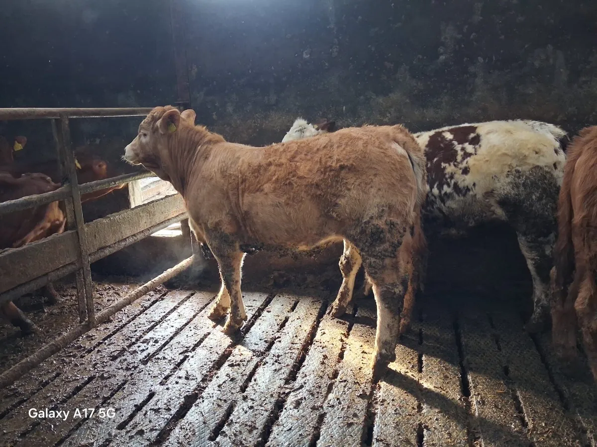Weanling heifers - Image 4