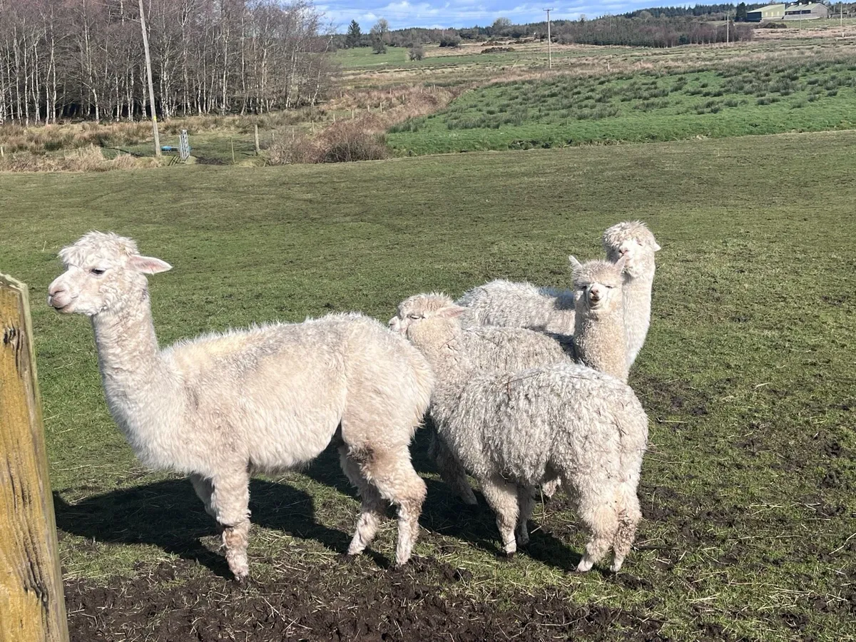 Female Alpaca Pregnant - Image 2