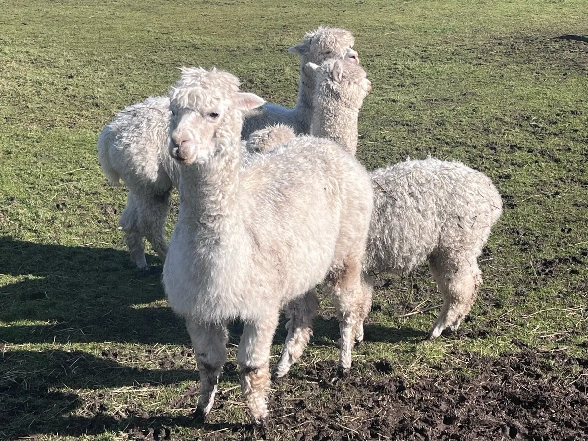 Female Alpaca Pregnant - Image 1