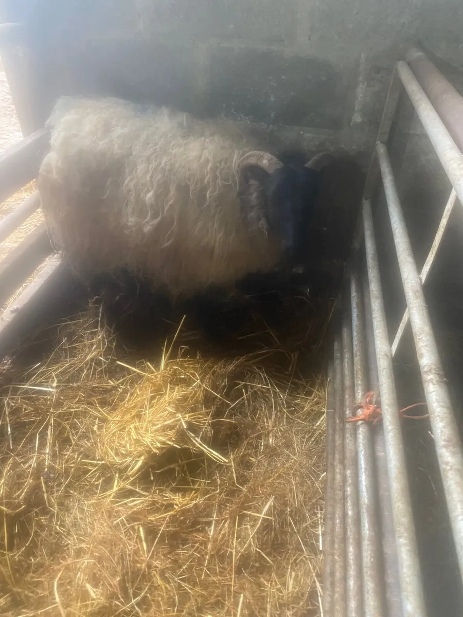 Foster hogget - Image 1