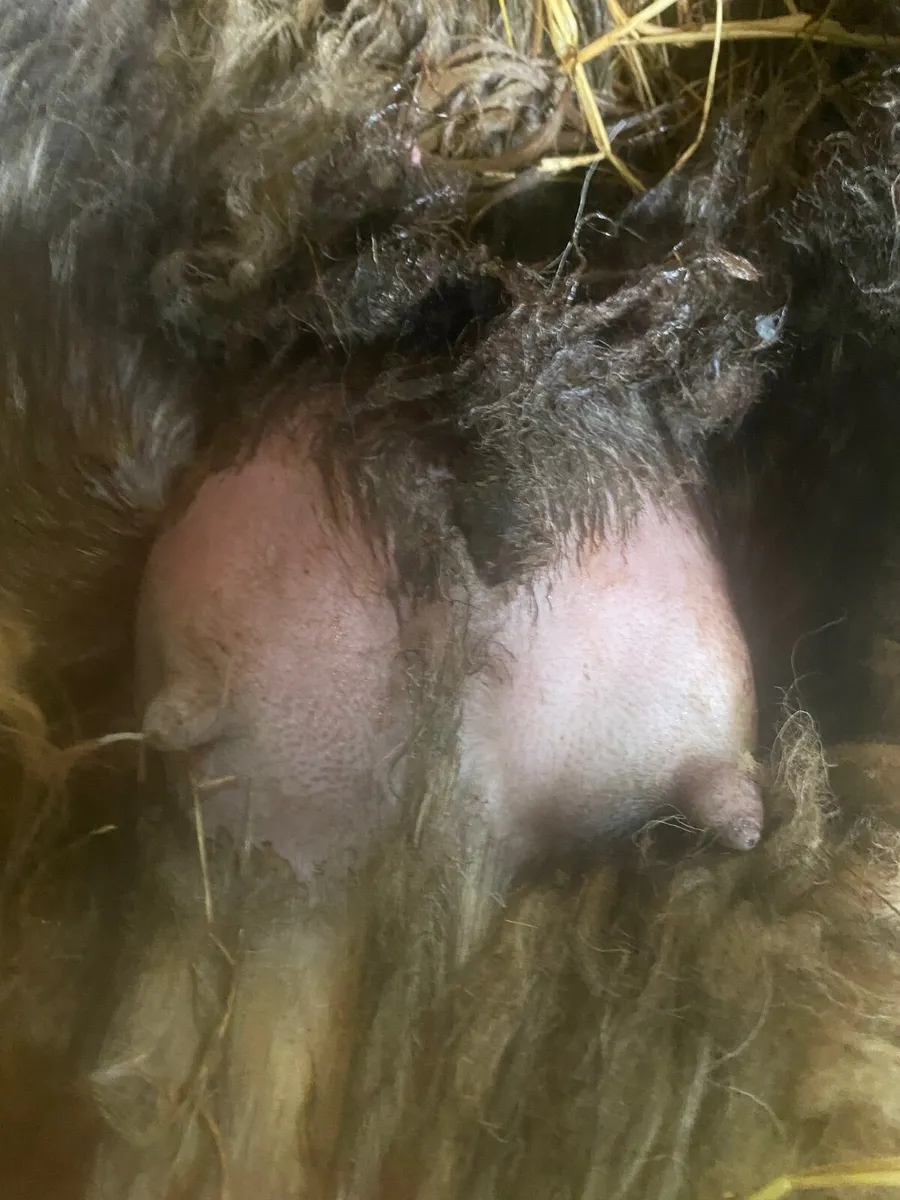 Foster hogget - Image 2