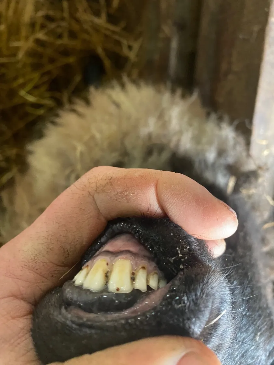 Foster hogget - Image 3