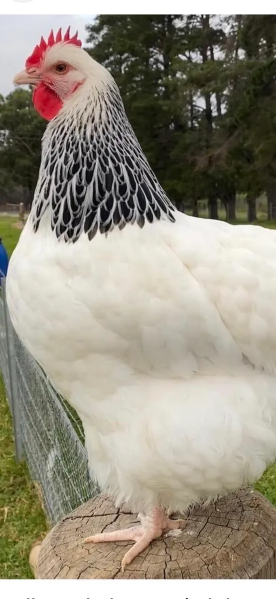 Light Sussex Bantom Cockerel wanted