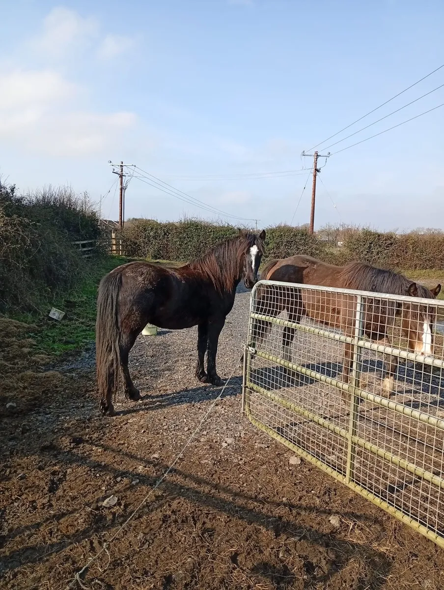 3 year old filly . - Image 2