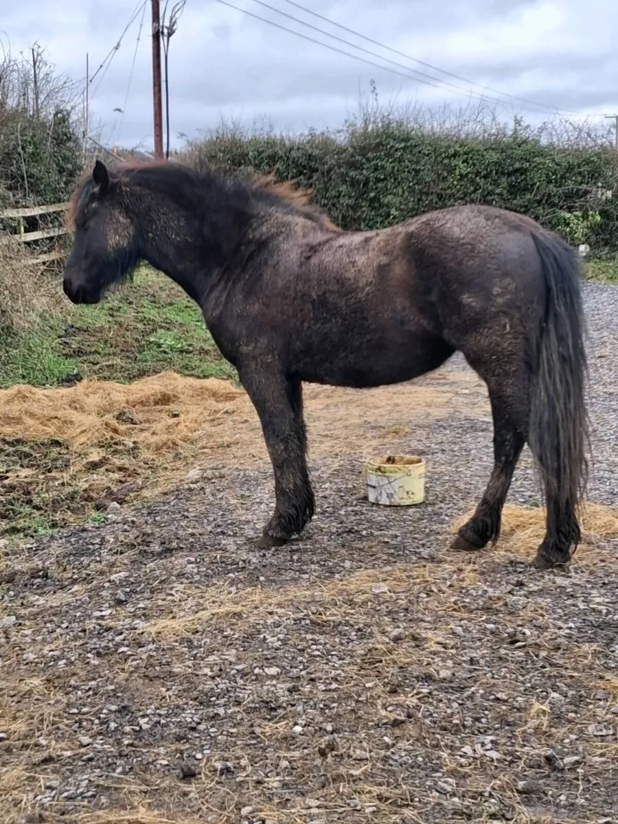 3 year old filly . - Image 3