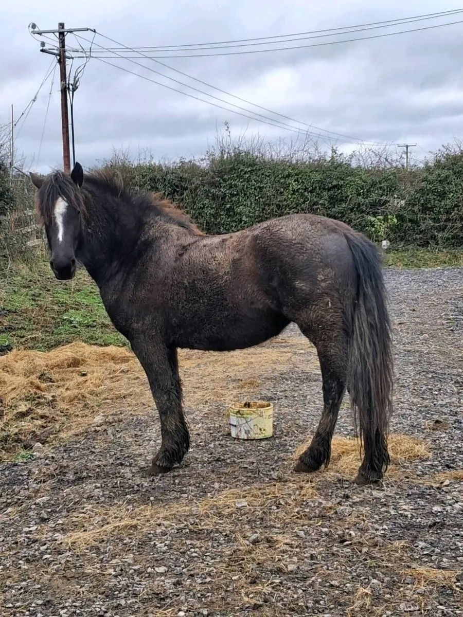 3 year old filly . - Image 1