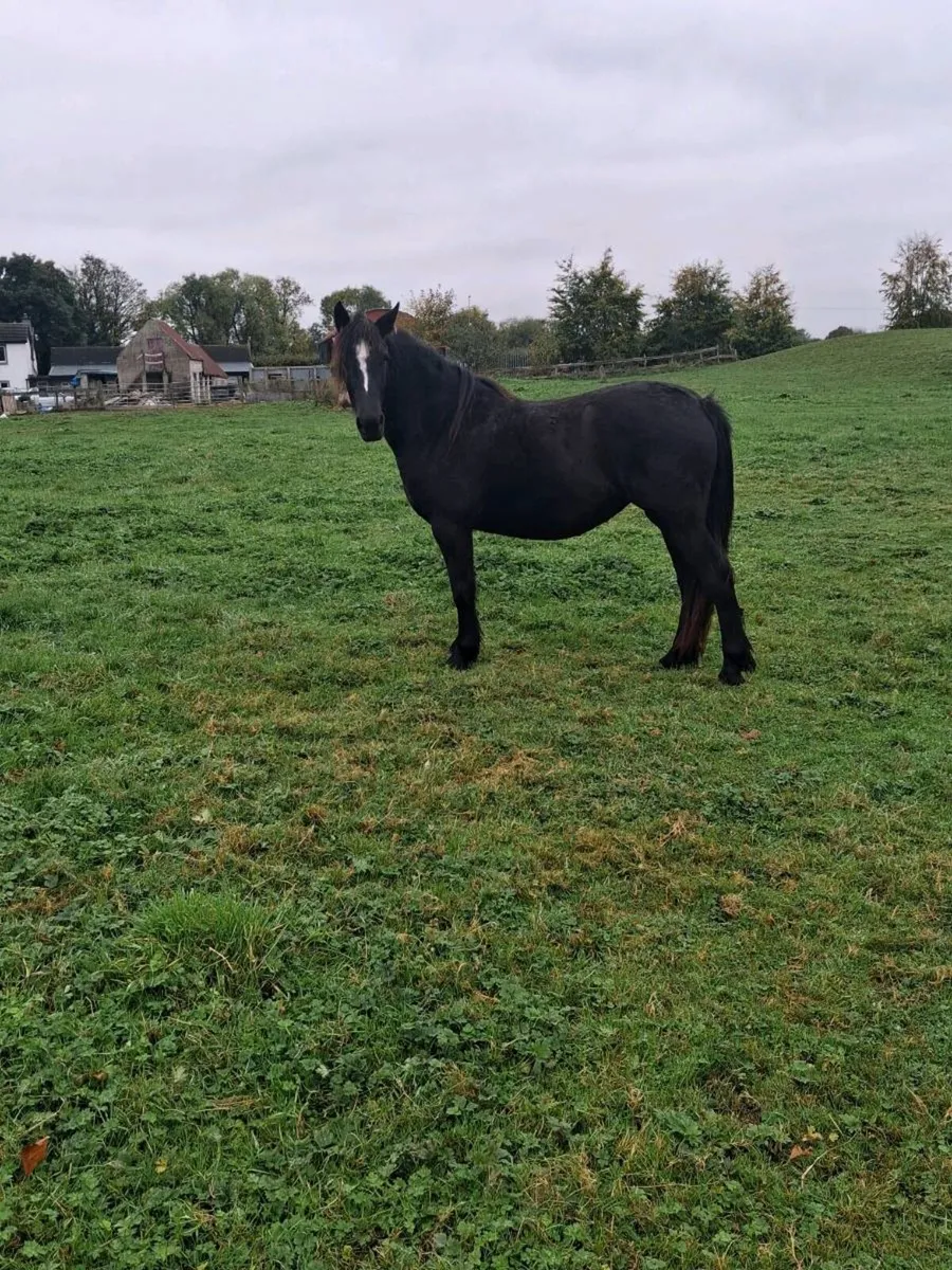 3 year old filly . - Image 4