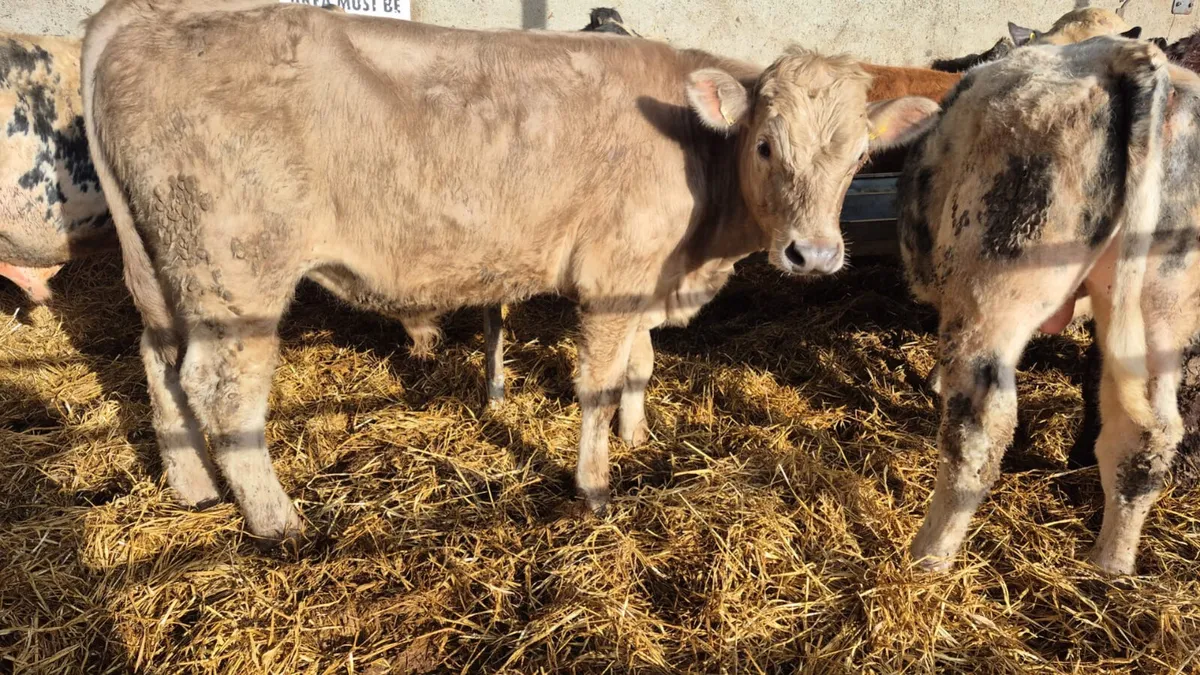 14 Continental Spring 2025 bulls - Image 1