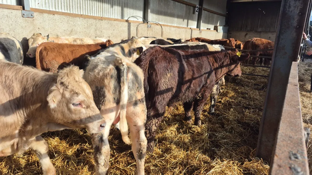 14 Continental Spring 2025 bulls - Image 2