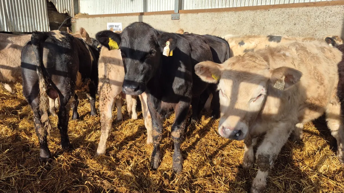 14 Continental Spring 2025 bulls - Image 4