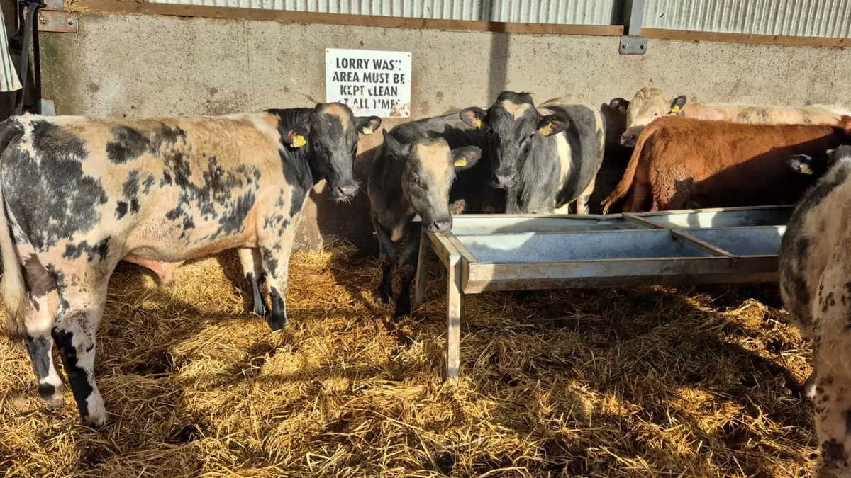 14 Continental Spring 2025 bulls - Image 3