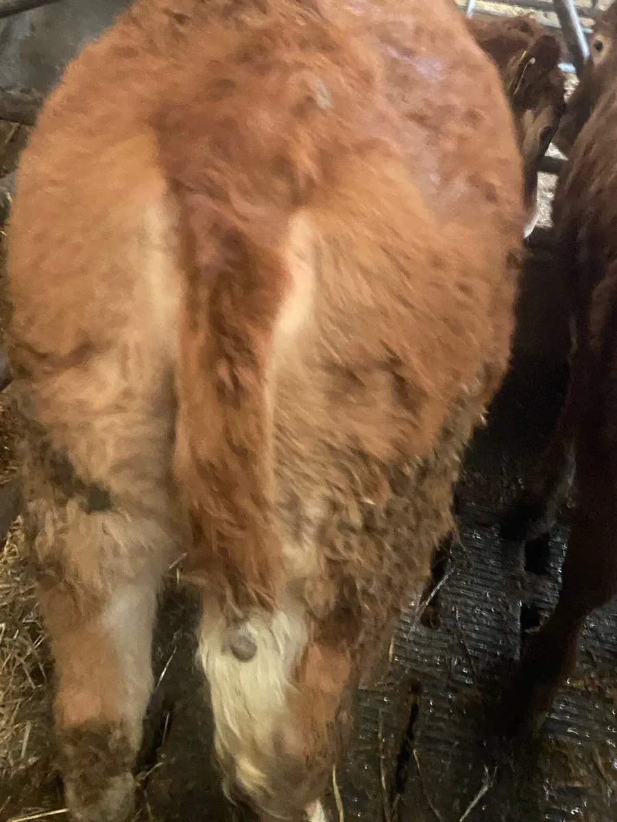 ⭐️ 4 super contenintal heifers⭐️ - Image 3