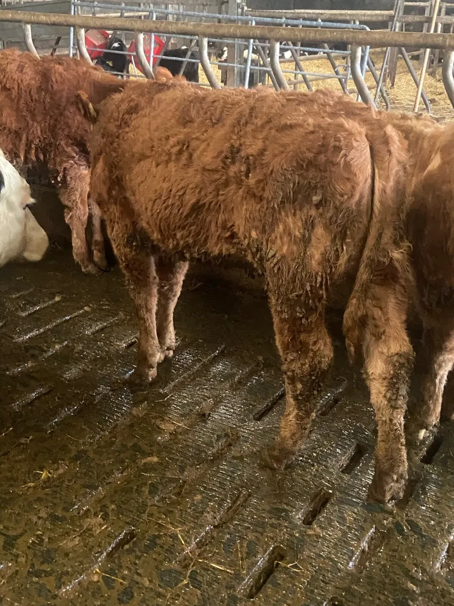 ⭐️ 4 super contenintal heifers⭐️ - Image 2